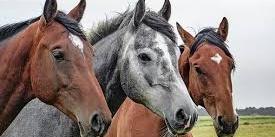 Krankenversicherung für Pferde, Haftpflicht und Reiter-Unfall